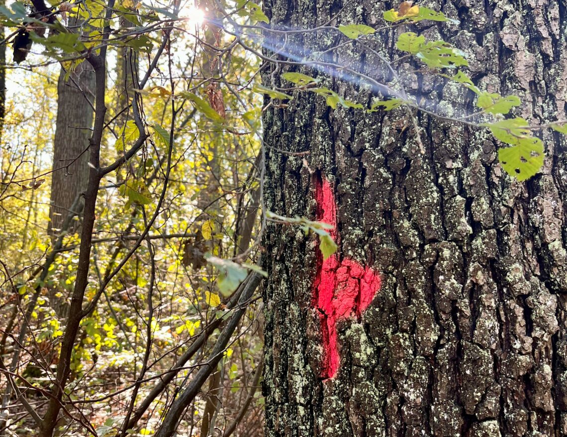 Baum_mit_roter_Markierung_Edelmurri