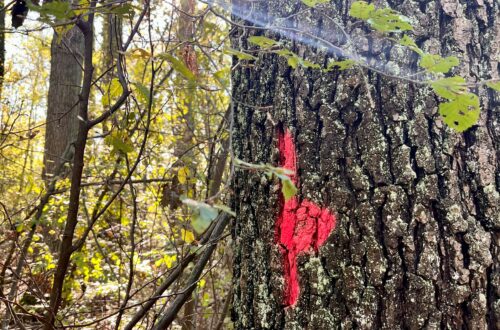 Baum_mit_roter_Markierung_Edelmurri