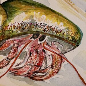 Krafttier Einsiedlerkrebs - Aquarell von Claudia Edelmayer-Murri