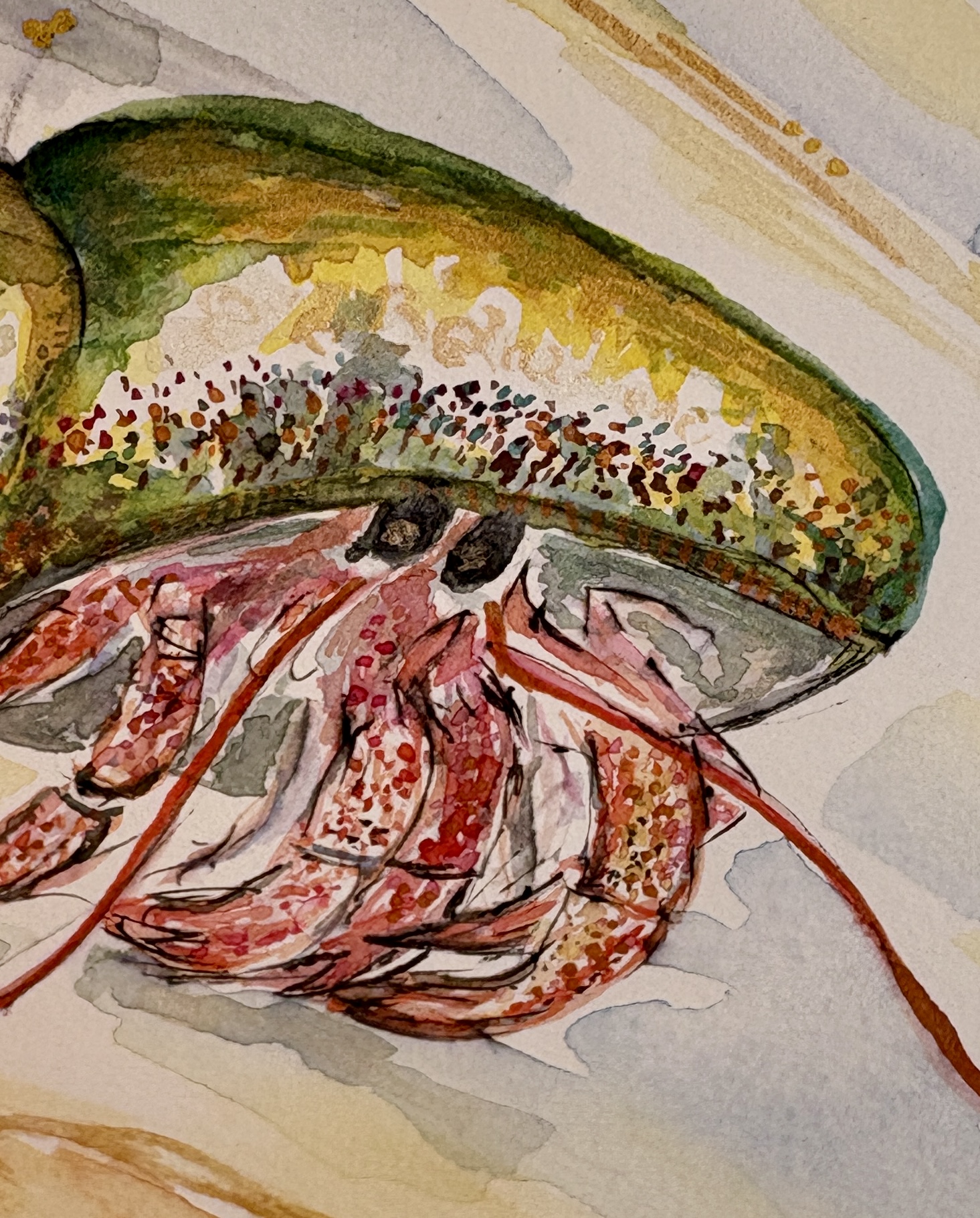 Krafttier Einsiedlerkrebs - Aquarell von Claudia Edelmayer-Murri