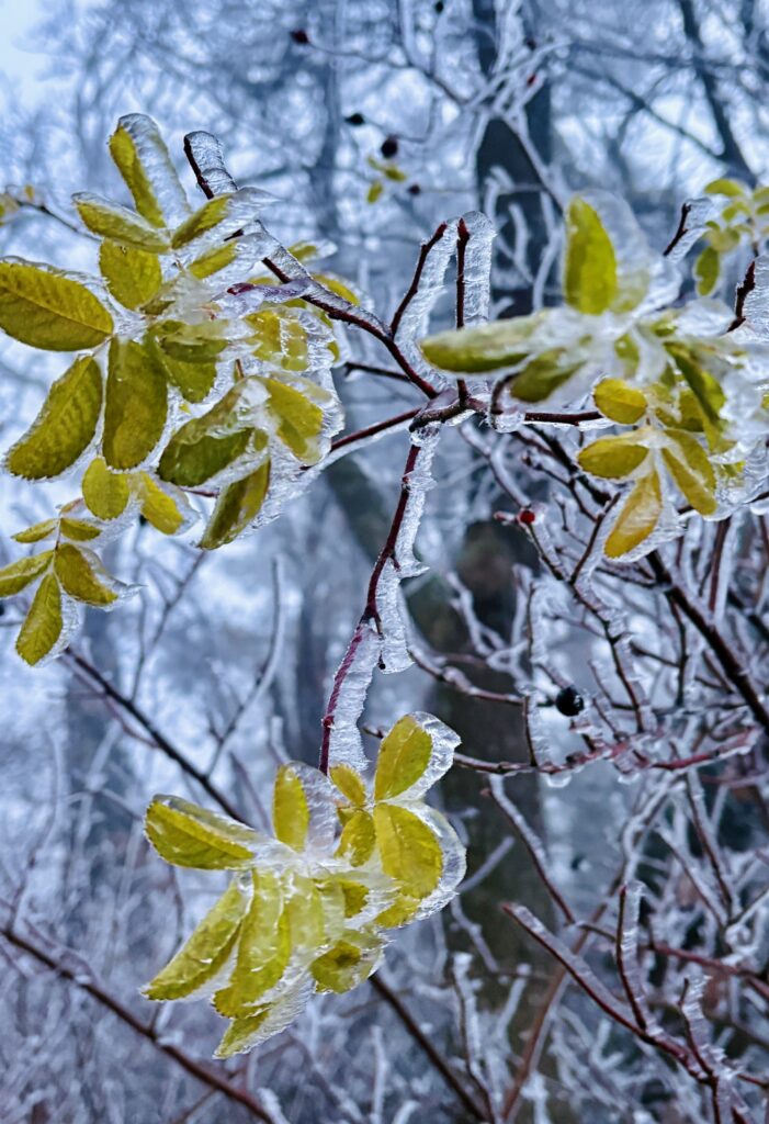 Eisblumen blühen von Claudia Edelmayer-Murri