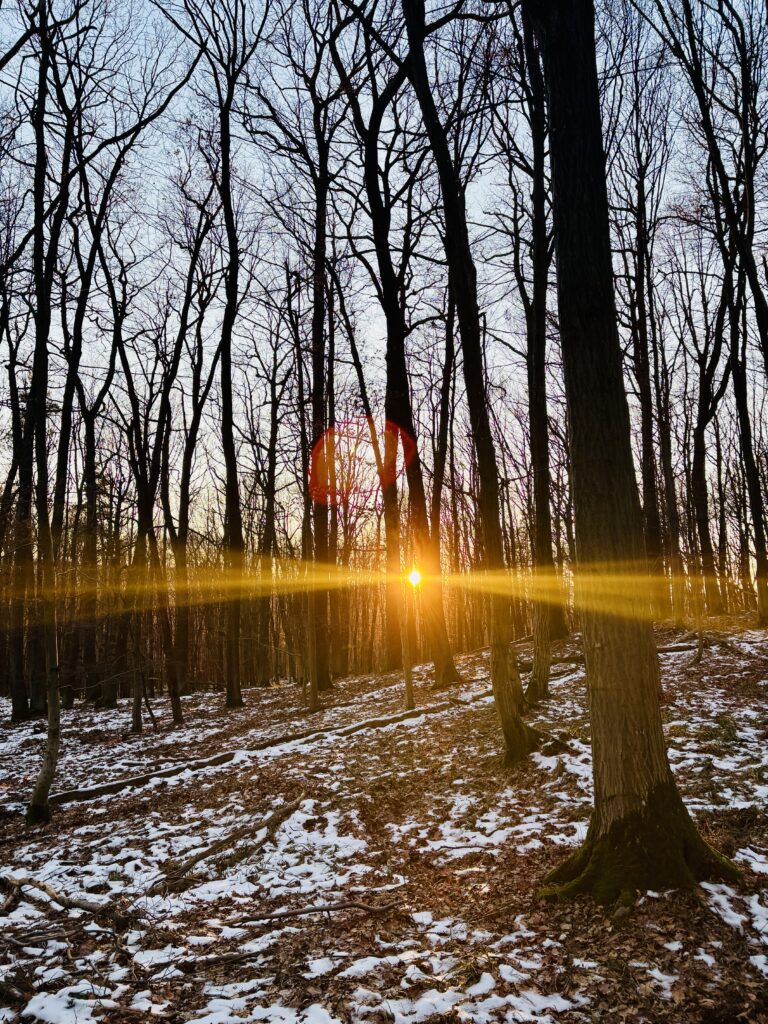 Waldblick Foto von Claudia Edelmayer-Murri